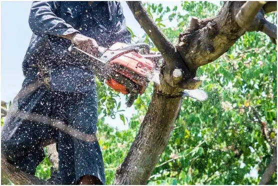 tree services Austin